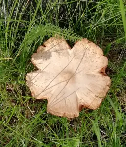 Pat 05 Grappige paddenstoel